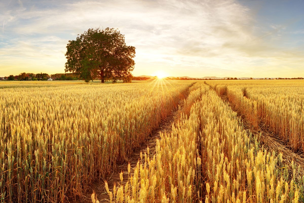 Paraná tem mudanças no zoneamento do trigo