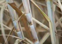 Cana-de-açúcar: previsão de aumento na safra 2022/2023