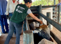 Maranhão inicia seu último período de vacinação obrigatória contra a febre aftosa