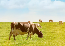 Faep solicita medidas urgentes de apoio à pecuária leiteira