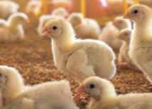 Cursos personalizados do Senar-PR qualificam mão de obra na avicultura