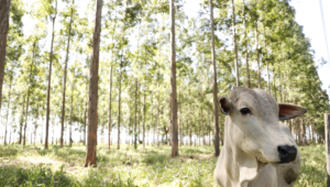 MS avança na redução de carbono com ações e incentivos aos produtores rurais