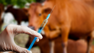 Capacitação em vacinação contra brucelose é um dos 1,5 mil cursos oferecidos pelo Senar MT em abril