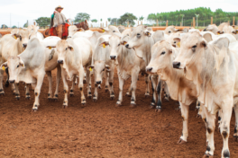 Retrospectiva: Avanços sanitários, novos programas e articulação política marcam o agro de Mato Grosso do Sul em 2025