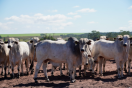 Imea destaca salto de quase 30% nas exportações de carne bovina de MT em 2025