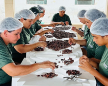 Sistema Faperon/Senar promove curso de produção de chocolate “bean to bar” em Ouro Preto do Oeste