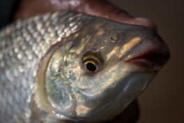 Comissão Nacional de Aquicultura se reúne para discutir avanços do setor