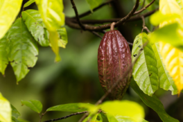 No Dia do Cacau, Sistema Faea Senar-AM destaca ações realizadas para enfrentar a monilíase no Amazonas