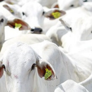 Agregar valor à produção dos pecuaristas através da rastreabilidade de seus produtos.