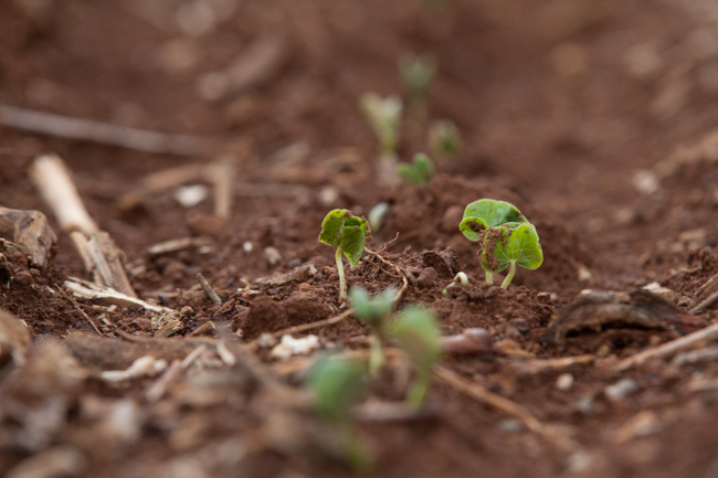 Soja Baixa Resolucao Rafael Manzutti 51