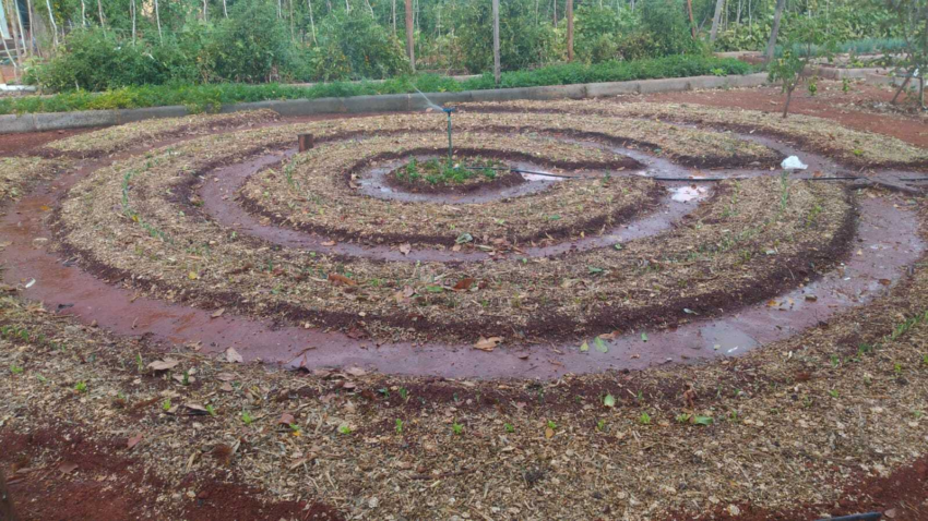 Olericultura organica