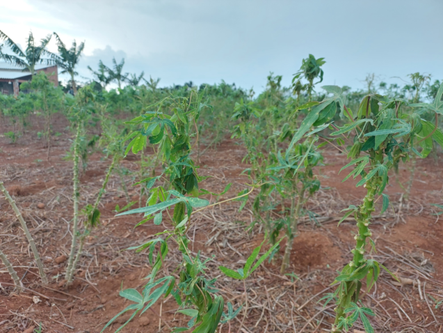 10 10 out pauta ateg praga mandioca 5