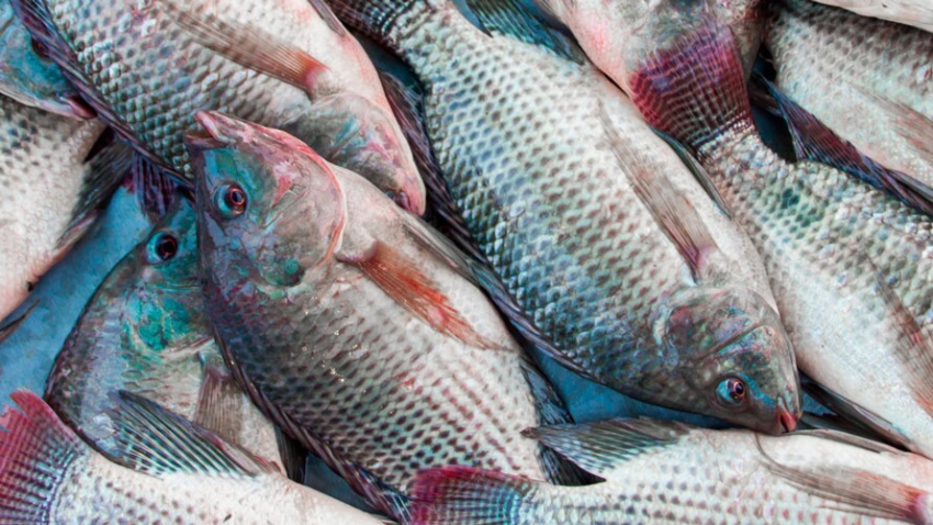 Tilapia