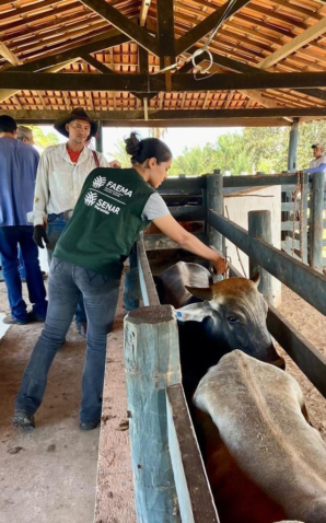 Foto 01 Maranhao perto da zona livre de aftosa