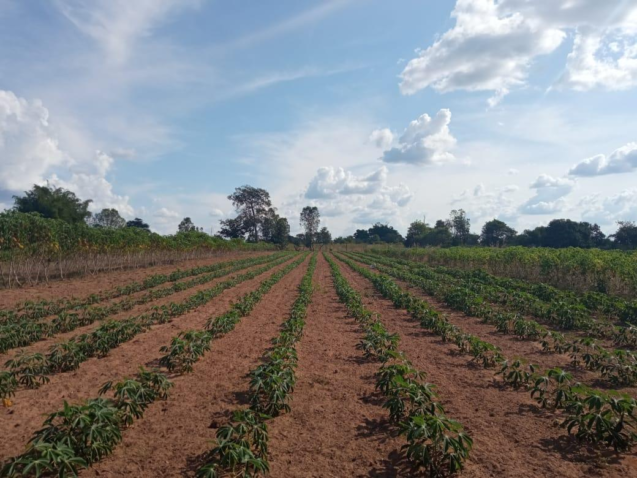 05 23 mai mandiocultura 5