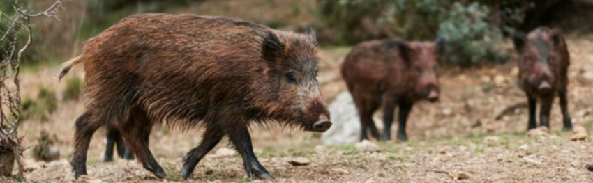 CNA IMAGEM PRINCIPAL4