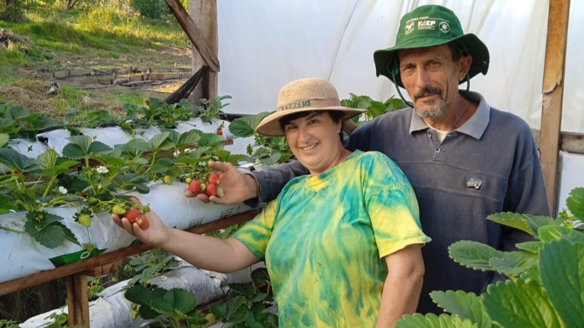 Produtores Arapoti morango
