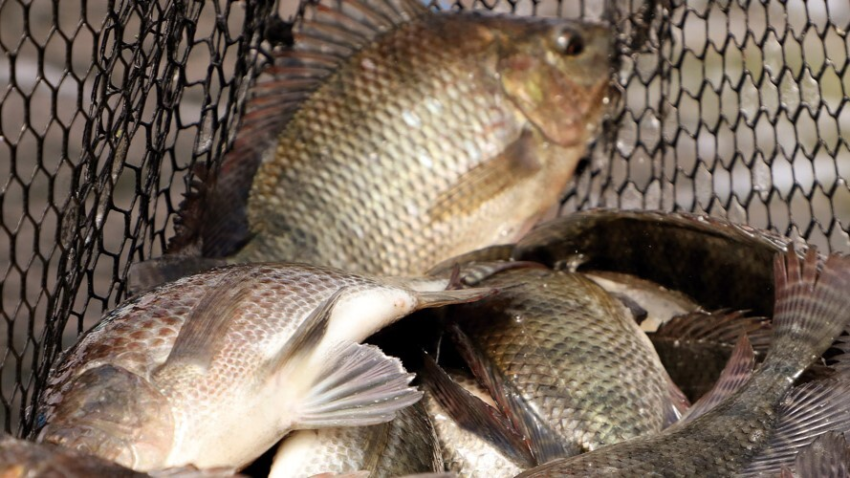 Tilapia merenda