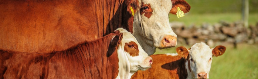 CNA IMAGEM PRINCIPAL