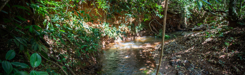 Destaque noticias CNA dia meio ambiente