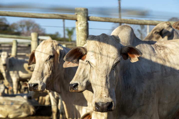 Retrato de um boi confinado no estabulo do leilao
