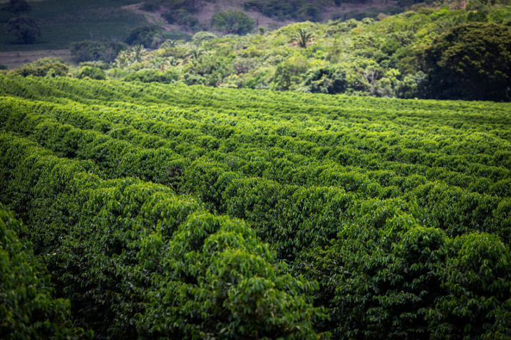 Boas praticas agricolas
