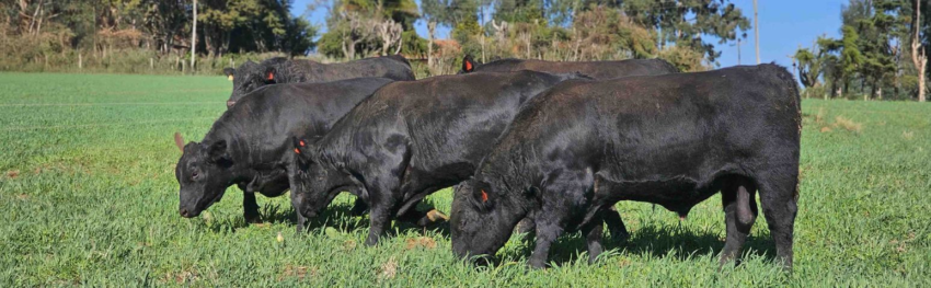 CNA IMAGEM PRINCIPAL18