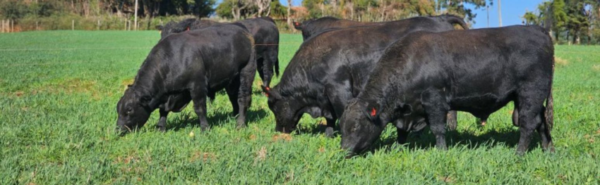 CNA IMAGEM PRINCIPAL6