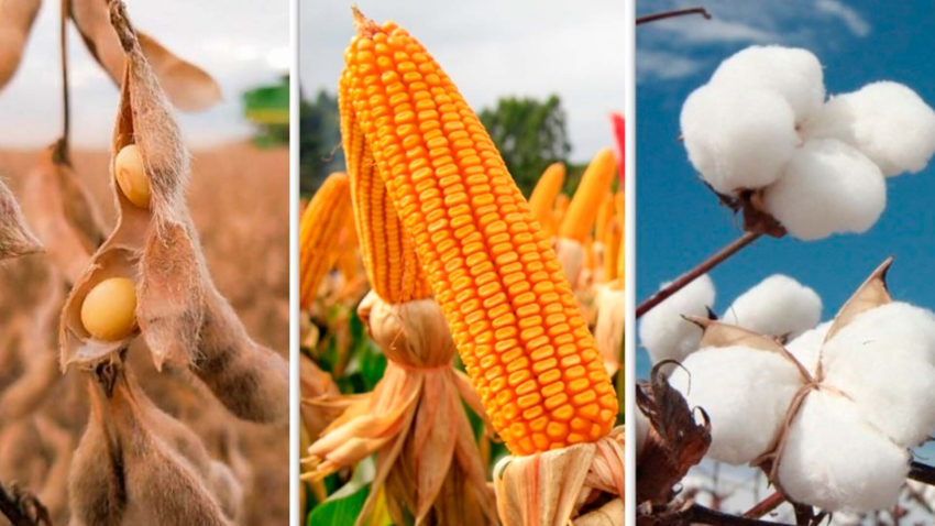 Soja milho e algodaoo 5 S Ke T