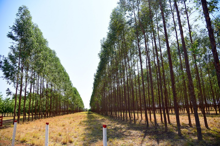 Floresta plantada web