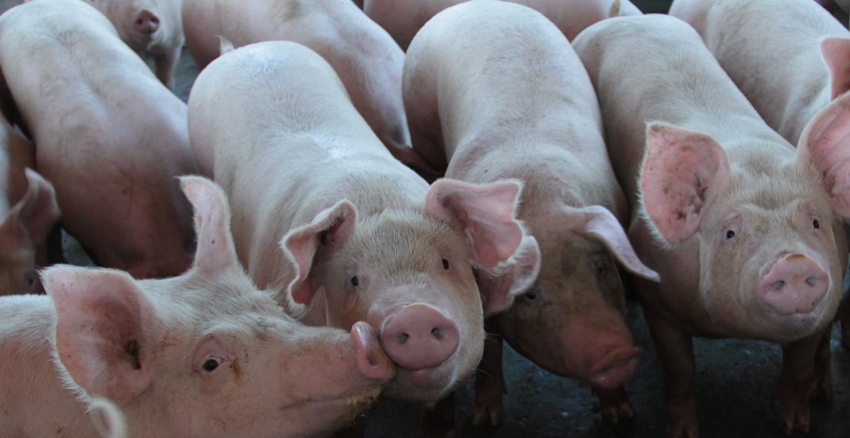 Suinocultura Ambiencia