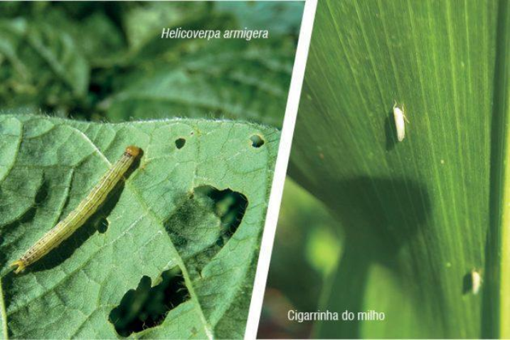 Fitossanidade 2 1 630x420