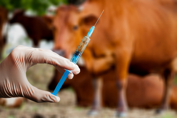 Veterinarian s hand white medical glove holding syringe with medicine vaccine against farm