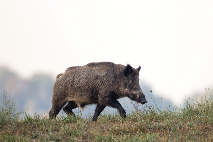 Shutterstock 1770778256 1