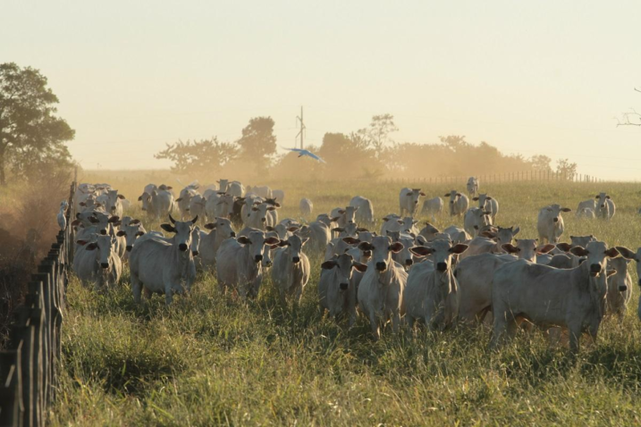 Pecu C3 A1ria 200323 130611