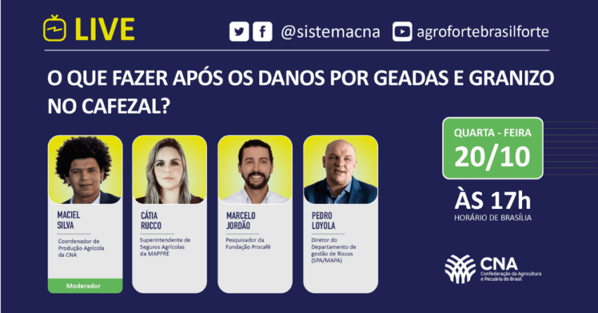 O que fazer apos os danos por geadas e granizo no cafezal