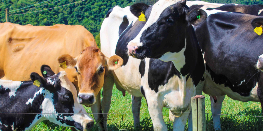 SITE VEJA TAMANHO 2 220527 182506