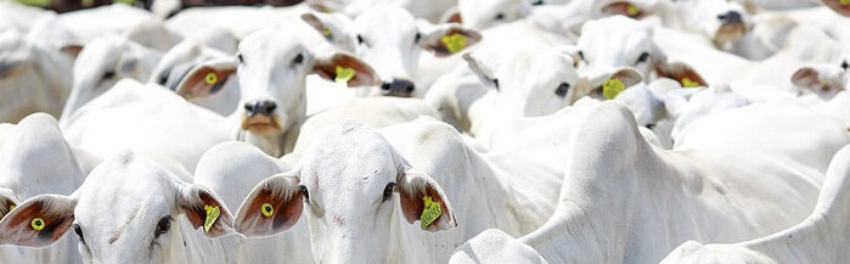 Foto alteracao site rastreabilidade animal