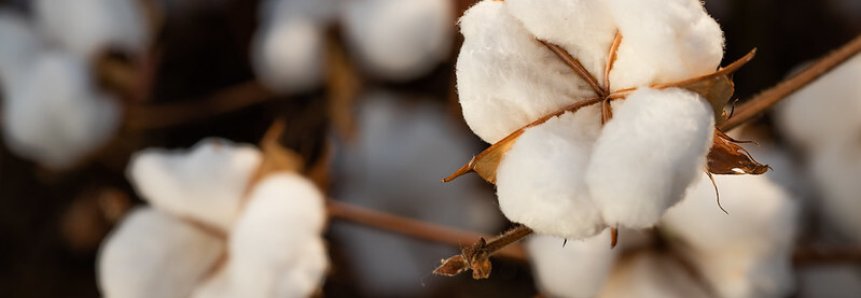 CNA discute projeções de colheita para safra de algodão