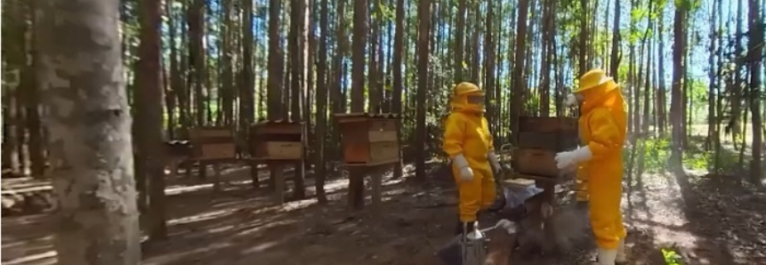 Senar lança vídeo 360° para mostrar detalhes de produção de mel