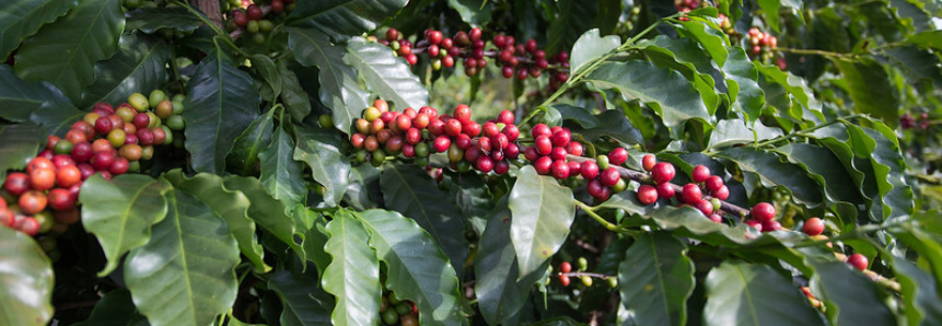 Campo Futuro levanta custos de produção de café, grãos e pecuária de corte