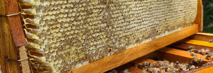Apicultores atendidos pela ATeG esperam superar recorde na safra do mel