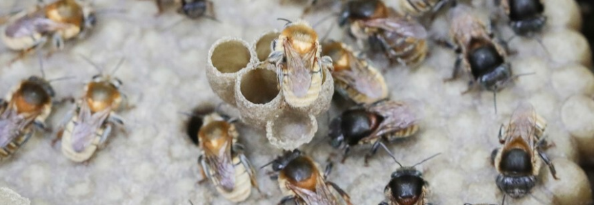 Cartilha do Agrinho aborda abelhas sem ferrão