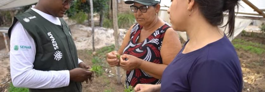 Produtora de hortaliças muda vida de família no Maranhão