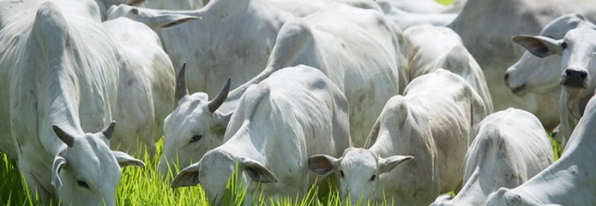 CNA debate ações prioritárias para a bovinocultura de corte em 2022