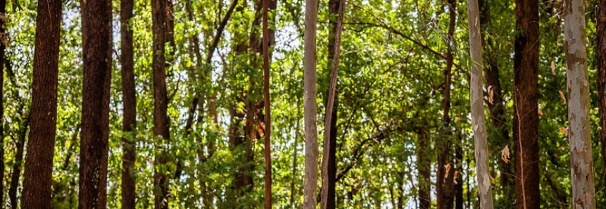CNA discute políticas para florestas plantadas e situação do setor de borracha natural