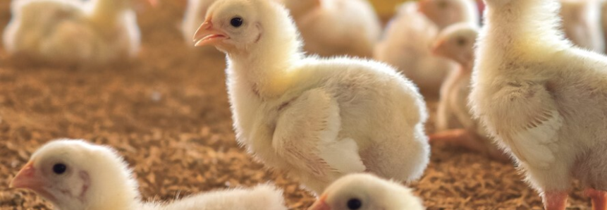 Cursos personalizados do Senar-PR qualificam mão de obra na avicultura