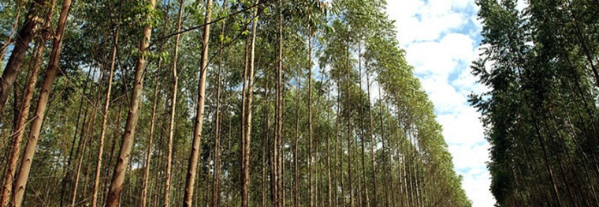 CNA, Mapa e setor florestal debatem Plano ABC+
