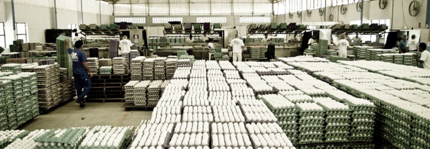 Em MS, demanda por ovos cresce e produção aumenta 37,6% em um ano