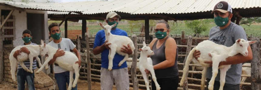 Integração de projetos do Sistema CNA/Senar melhora produção de leite de cabra na Paraíba